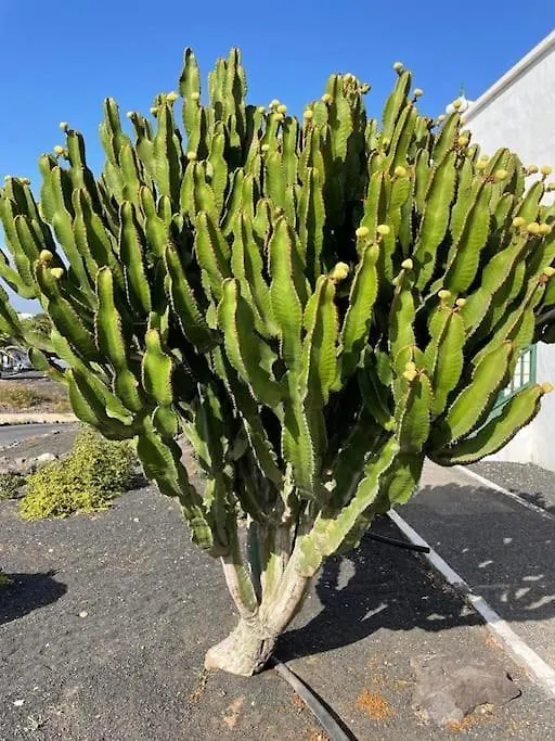 Apartamento Amura En Playa De Las Cucharas Costa Teguise